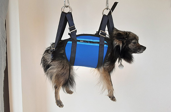parapente avec chien